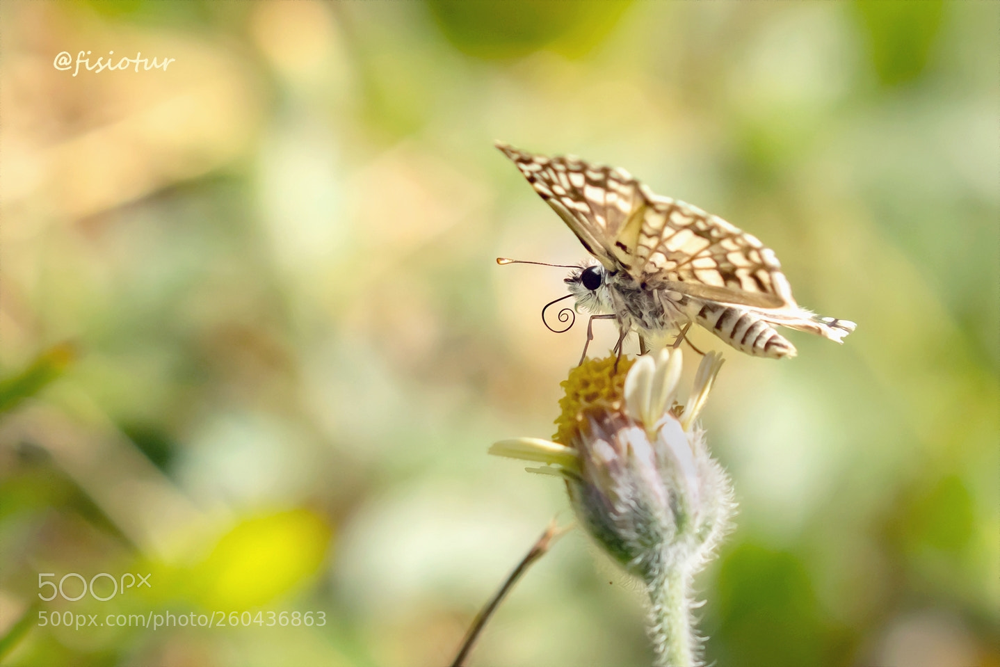 Canon EOS 700D (EOS Rebel T5i / EOS Kiss X7i) sample photo. T o pequena... t photography