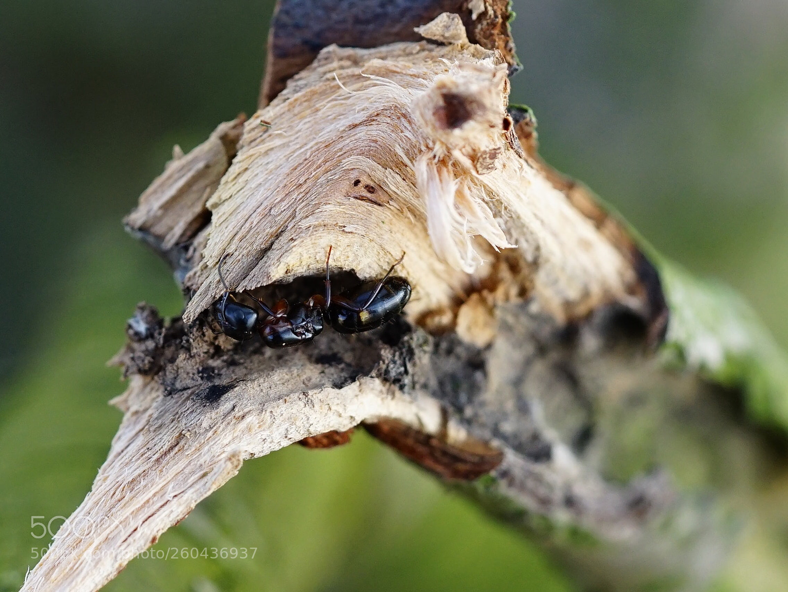 Sony a7 II sample photo. Untitled photography