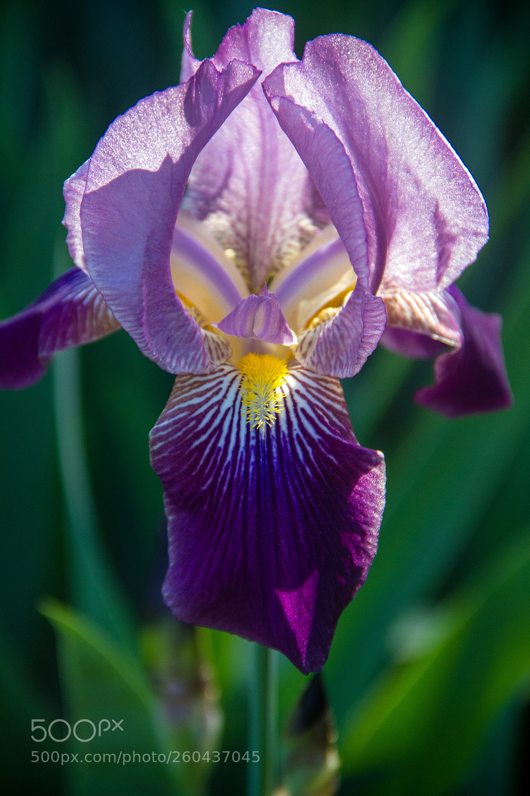 Canon EOS 60D sample photo. Luminous iris photography