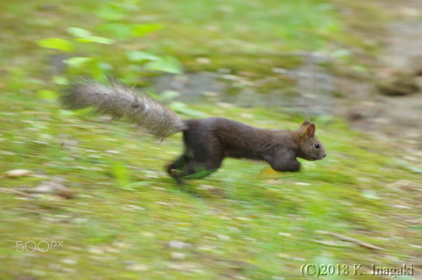 Pentax K-5 sample photo. Run photography