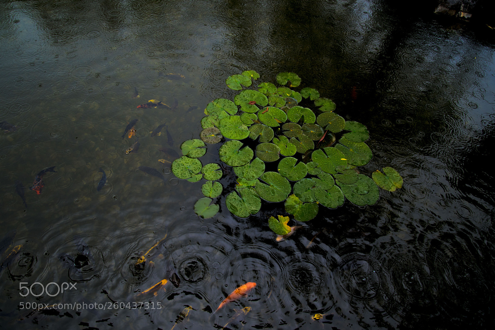 Nikon D750 sample photo. Playing in the rain photography