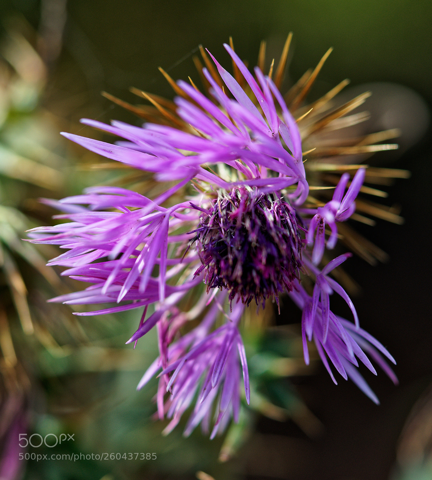 Sony a7R sample photo. Thistle photography