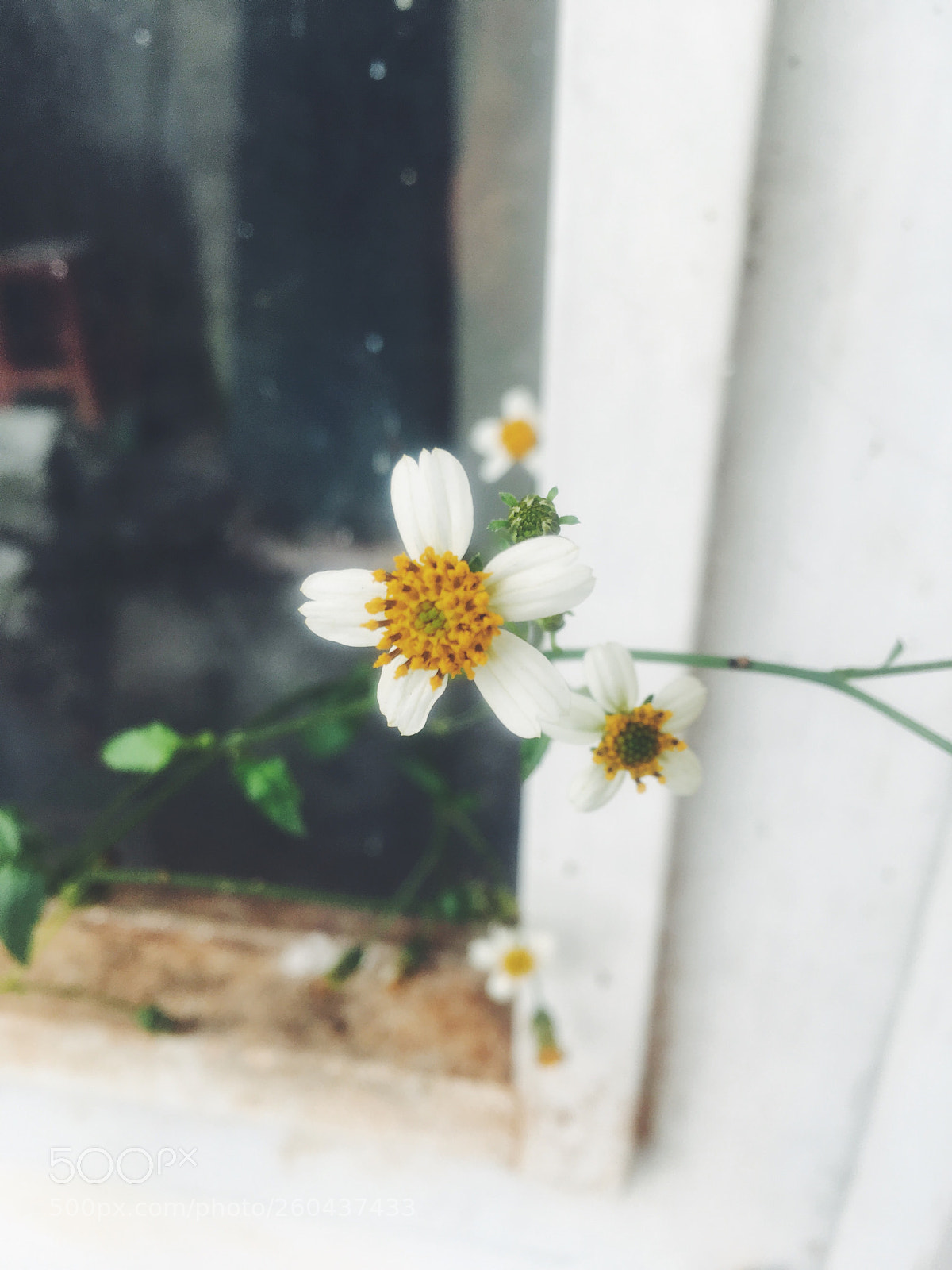 Apple iPhone SE sample photo. Wild flower photography