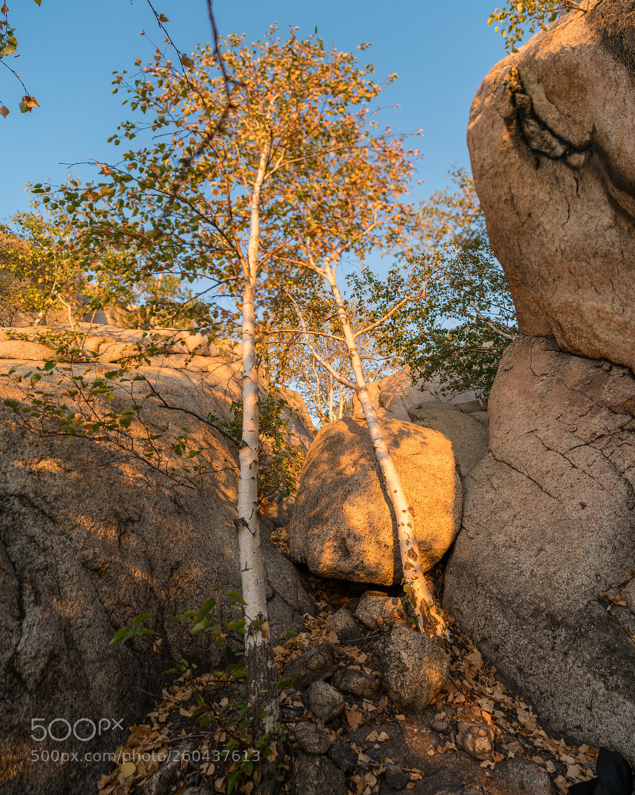Nikon D5300 sample photo. Growing up in stone 2 photography