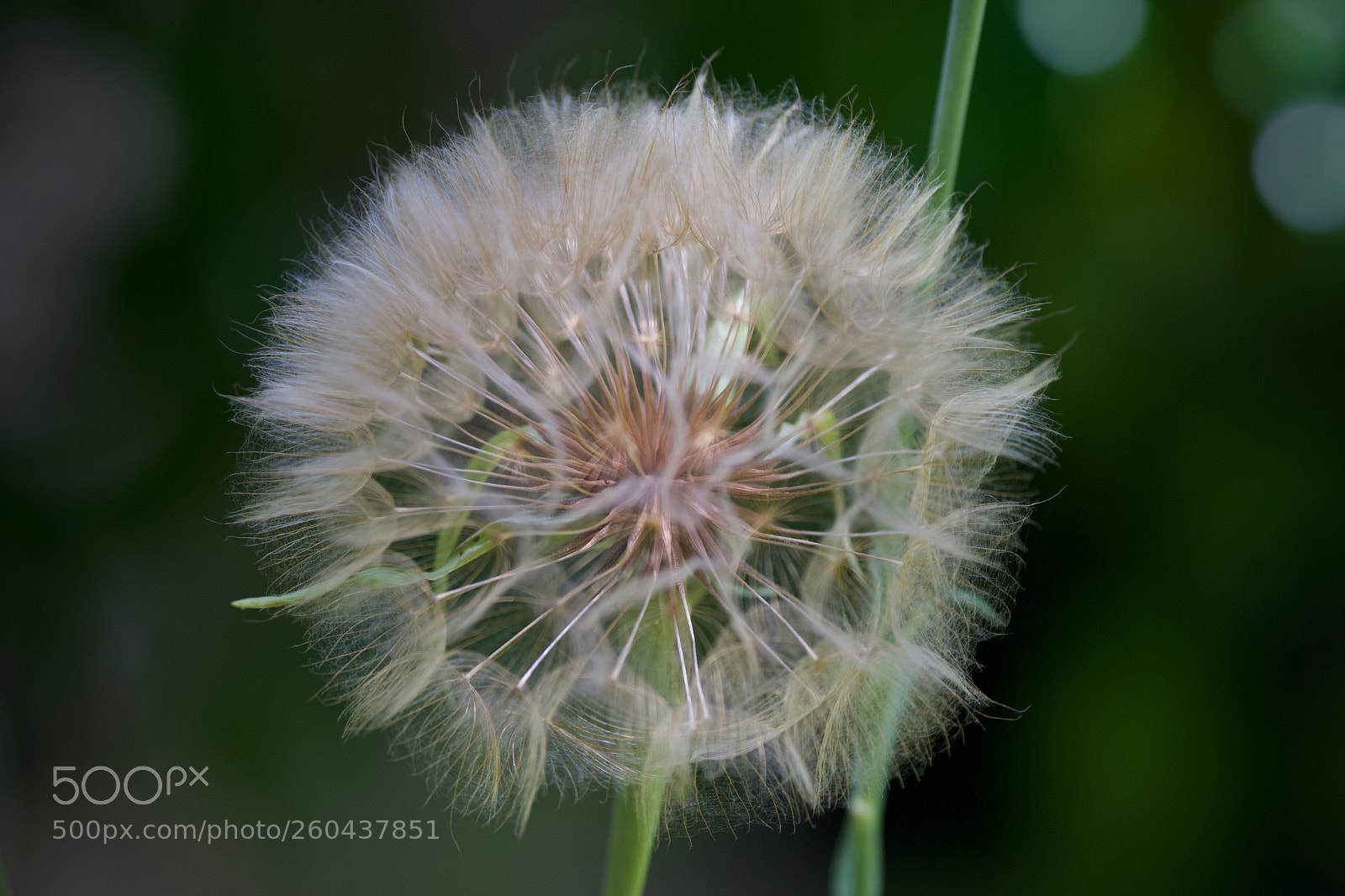 Sony a6000 sample photo. Flower seeds photography