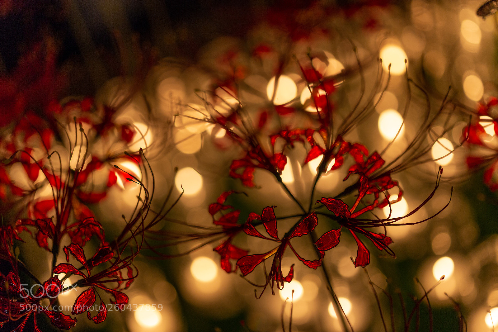 Canon EOS 6D sample photo. Candlenight photography