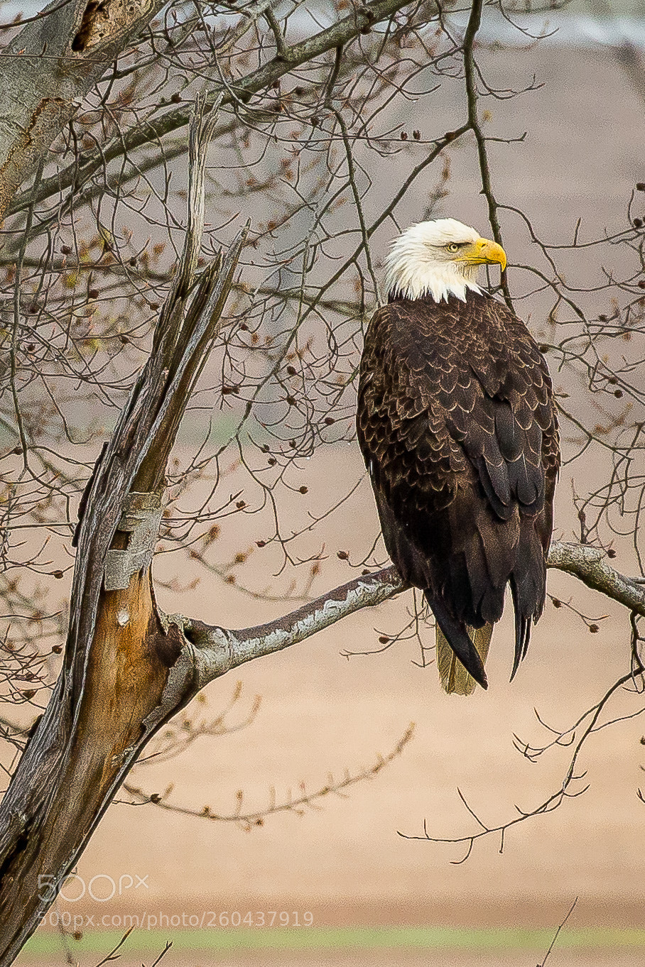 Canon EOS-1D X sample photo. Made in the u.s.a photography