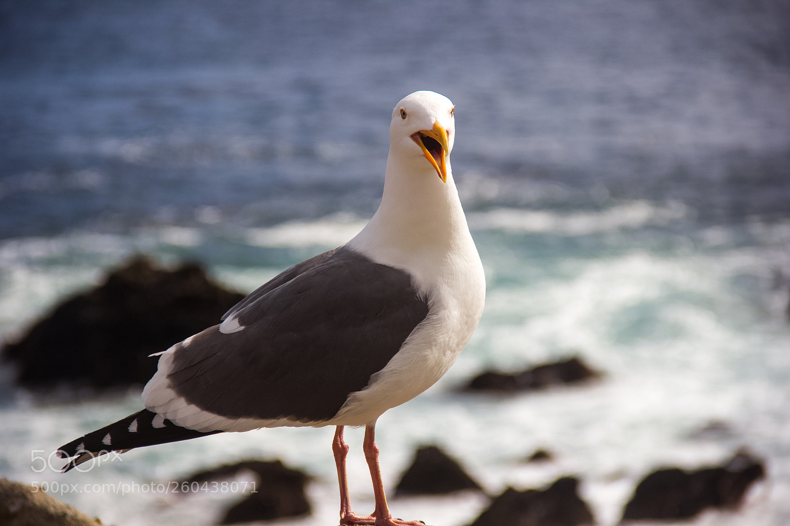 Canon EOS 60D sample photo. Seagull photography