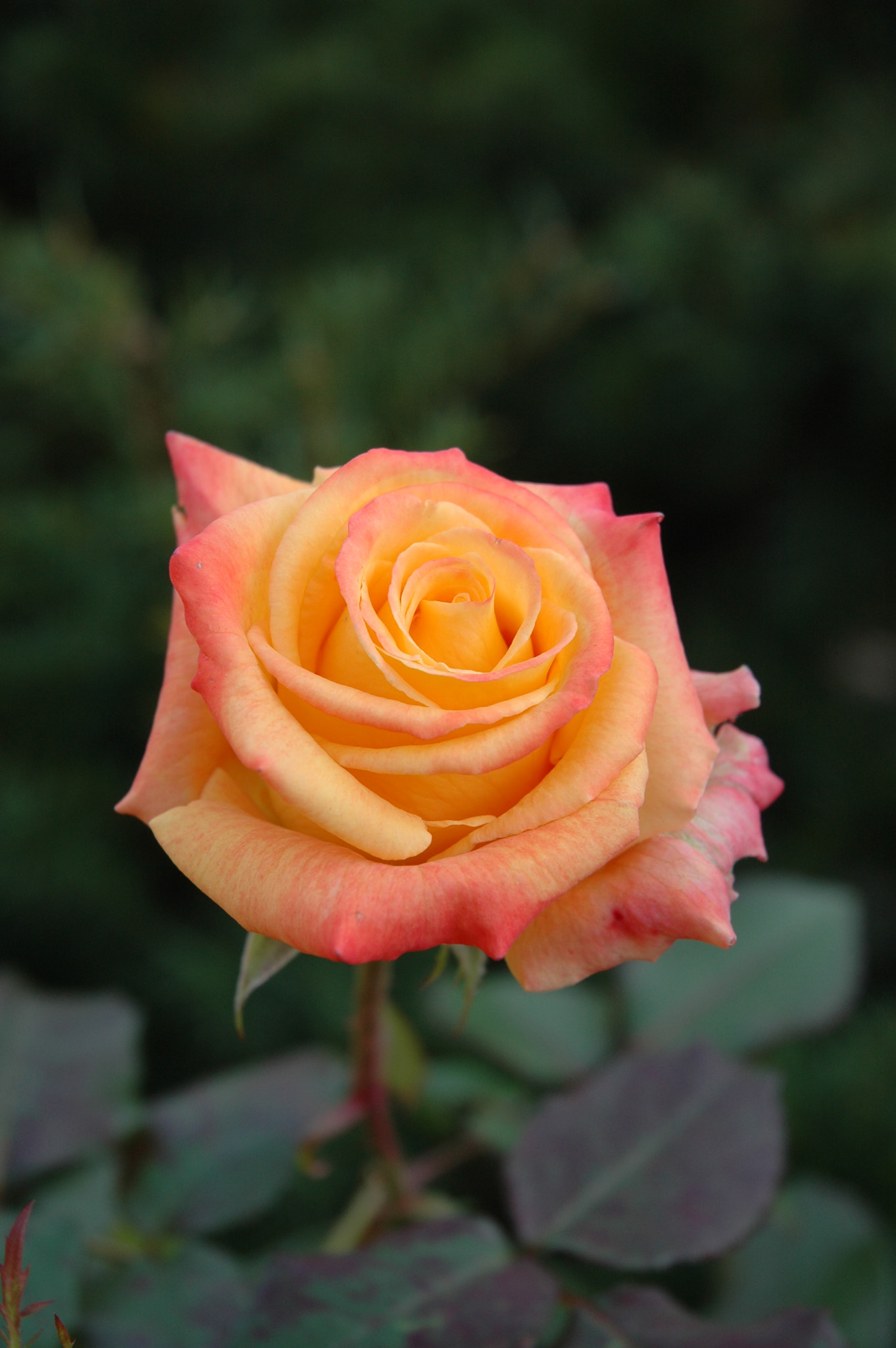 Nikon D70s sample photo. Orange rose photography