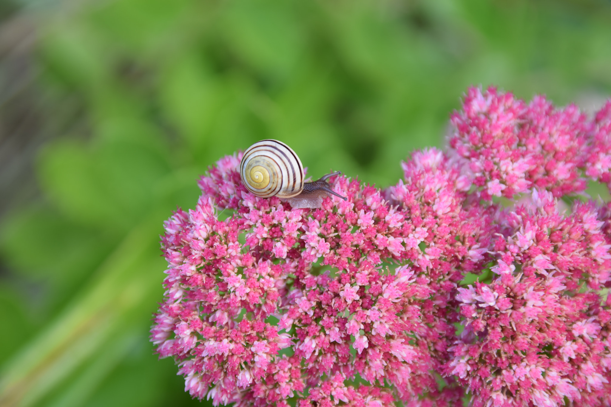 Nikon D5300 + Sigma 17-50mm F2.8 EX DC OS HSM sample photo. Snail on flowers 1 photography