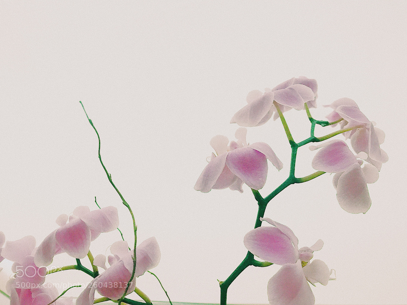 Apple iPhone 7 Plus sample photo. Orchids part 2 photography