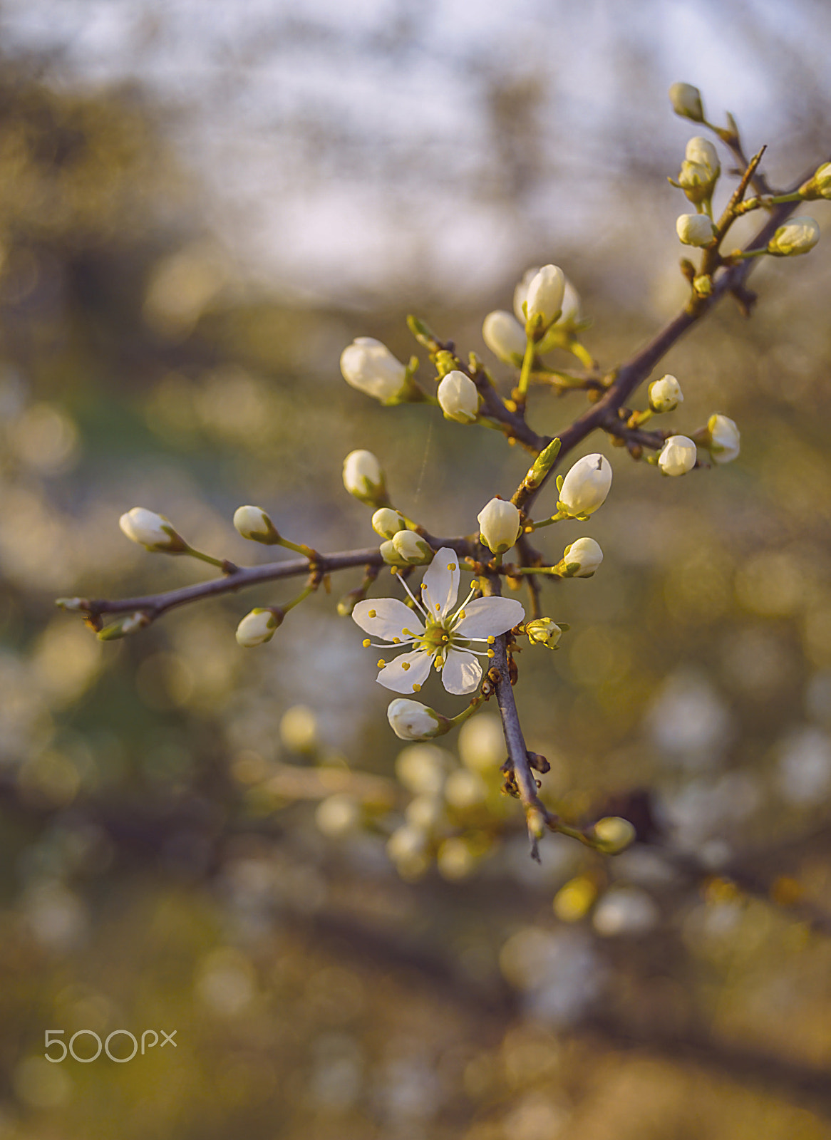 Sony SLT-A68 sample photo. *** photography
