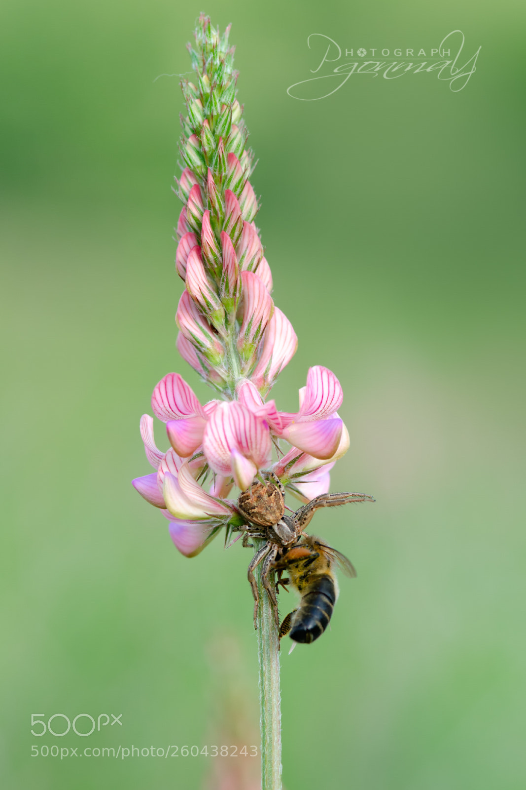 Nikon D7000 sample photo. Misumenia vatia with capture photography
