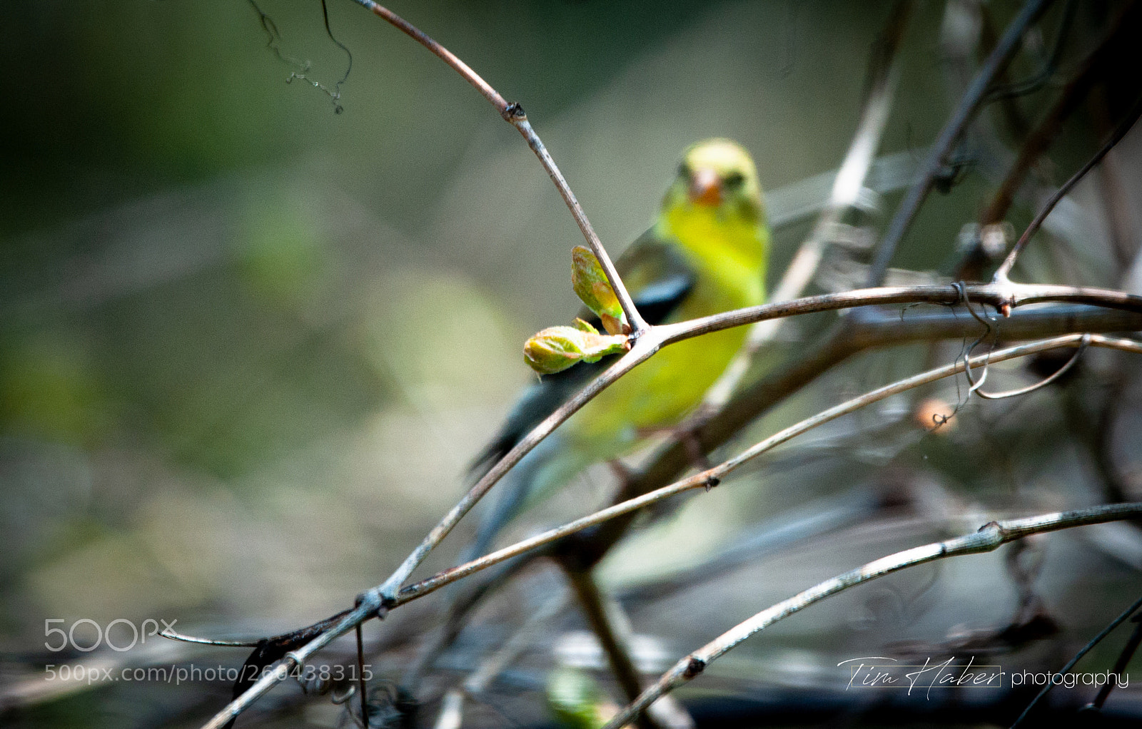 Nikon D90 sample photo. Eyeing a spring seed photography
