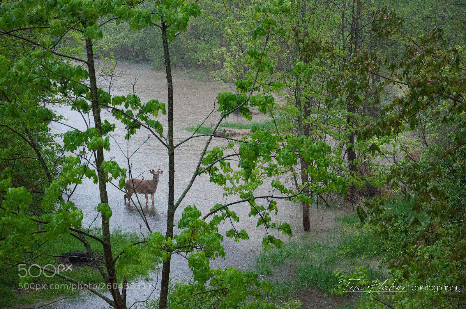 Nikon D90 sample photo. Wading through flooded waters photography