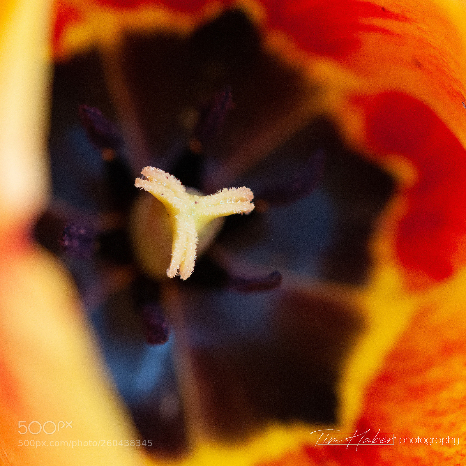 Nikon D90 sample photo. A tulip pistil photography