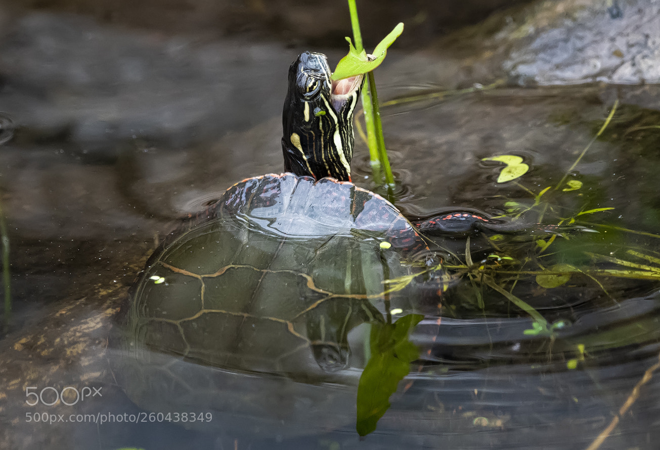 Nikon D850 sample photo. Painted turtle eating photography
