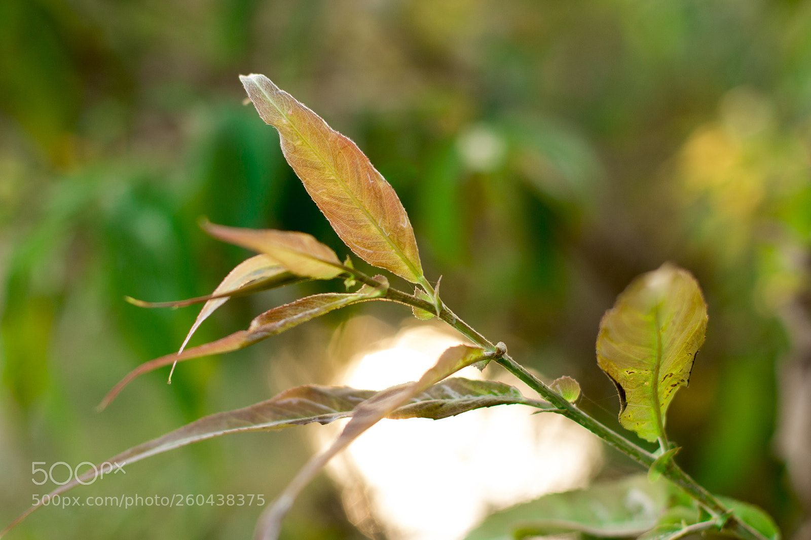 Canon EOS 70D sample photo. Tree photography