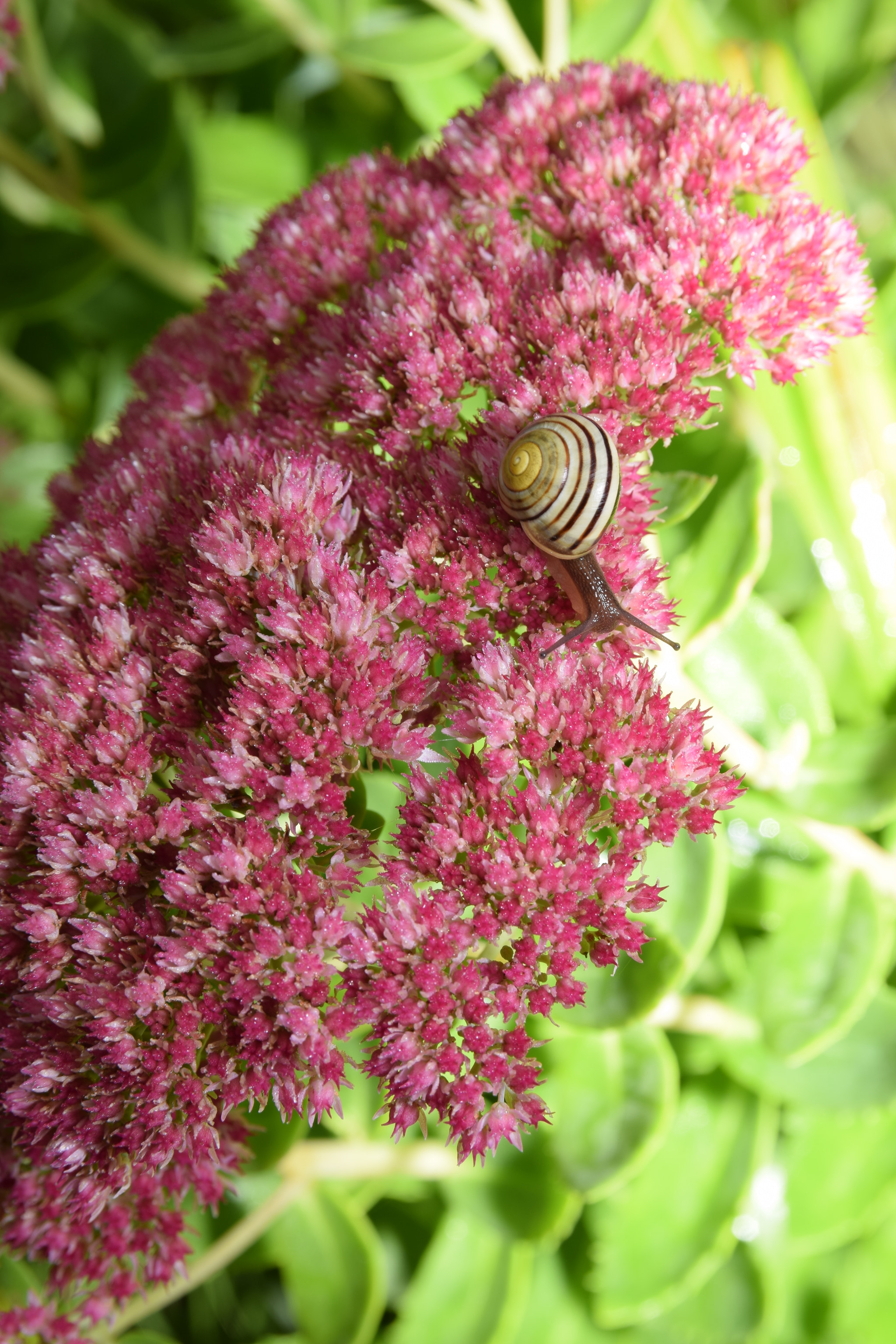 Nikon D5300 + Sigma 17-50mm F2.8 EX DC OS HSM sample photo. Snail on flowers 2 photography