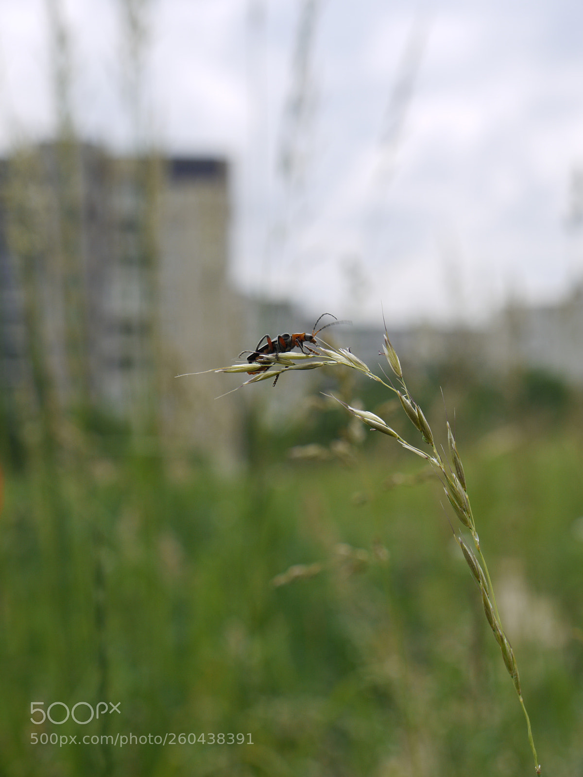 Panasonic Lumix DMC-G1 sample photo. Cantharis rustica photography
