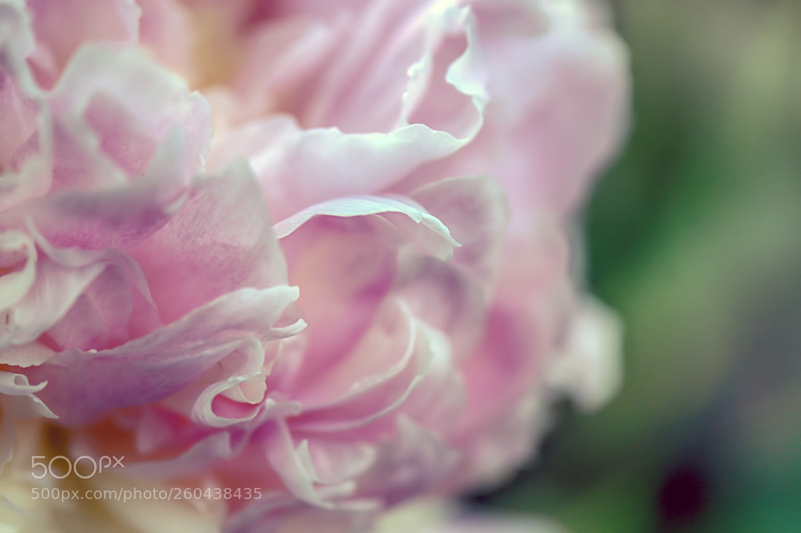Nikon D7200 sample photo. Abstract peony photography