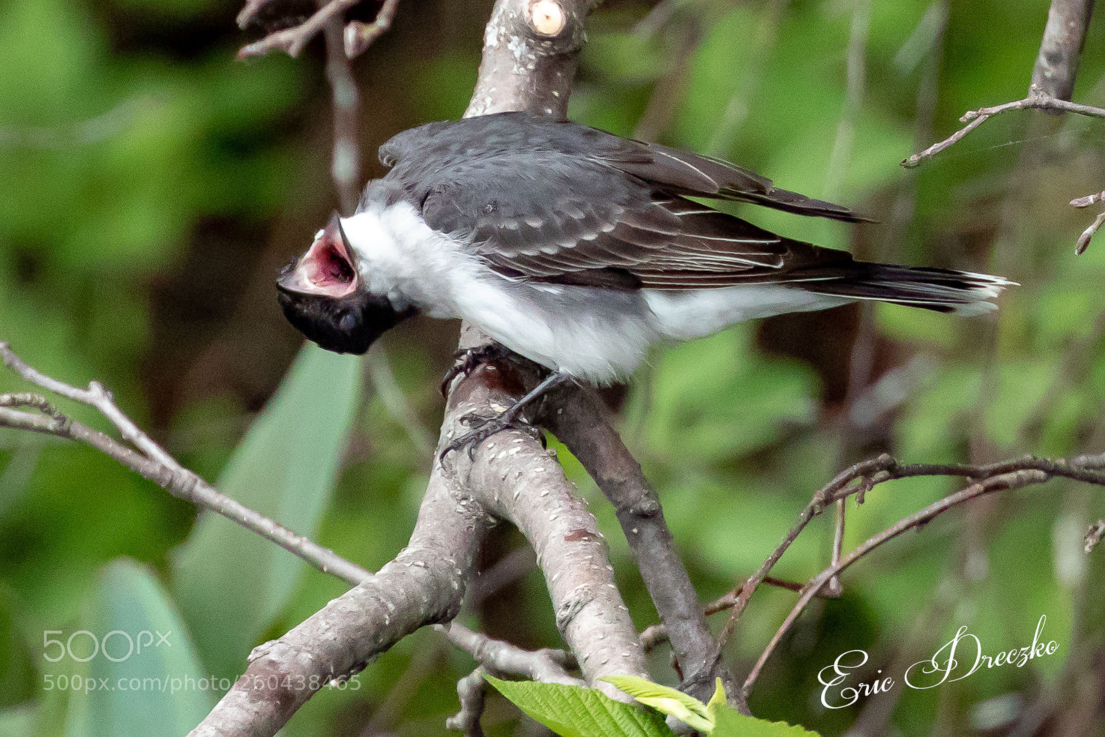 Canon EOS 5D Mark IV sample photo. Eastern kingbird photography