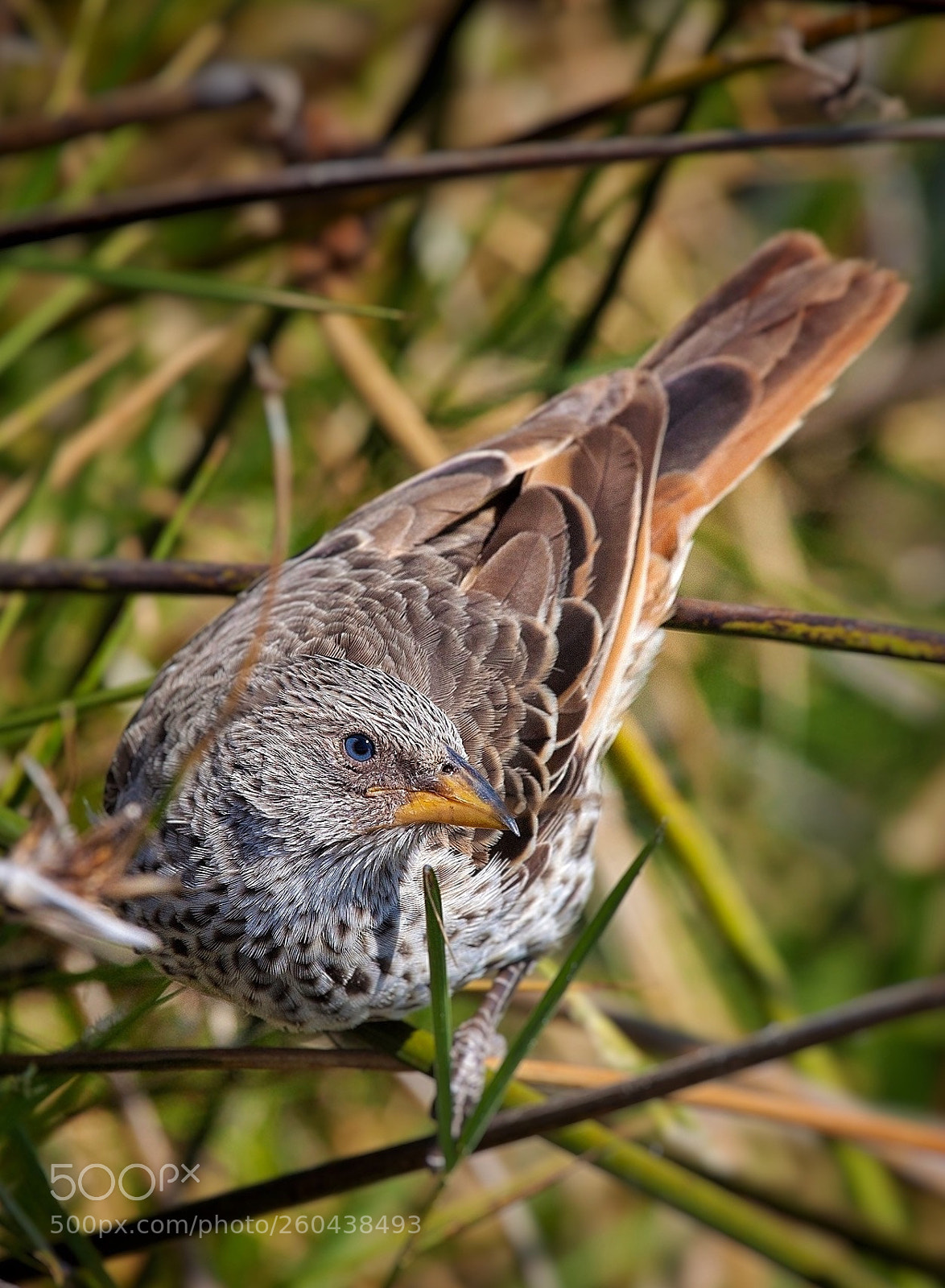 Canon EOS 5D Mark II sample photo. Rufous-tailed weaver (histurgops ruficaudus) photography