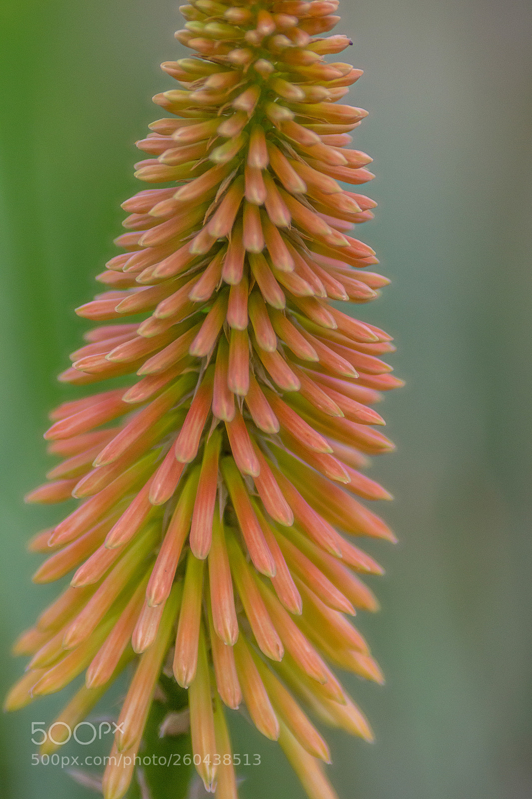 Canon EOS 6D sample photo. Red hot poker photography