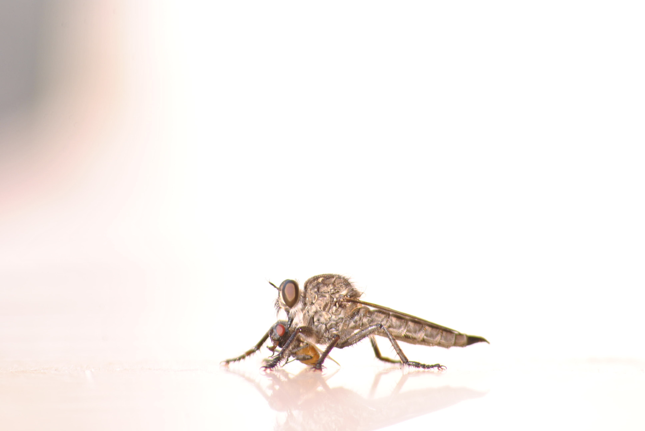 Sigma 70-300mm F4-5.6 APO DG Macro sample photo. Birth of an insect photography