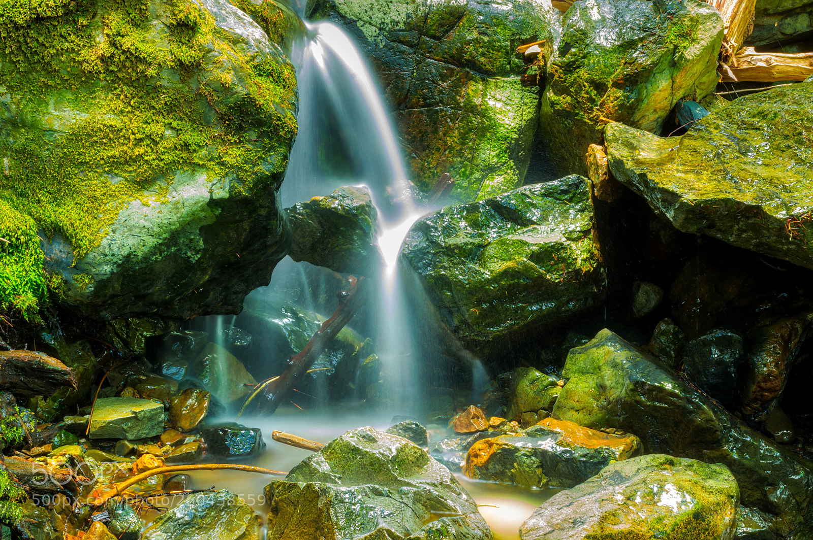 Pentax K-3 II sample photo. Muir woods photography