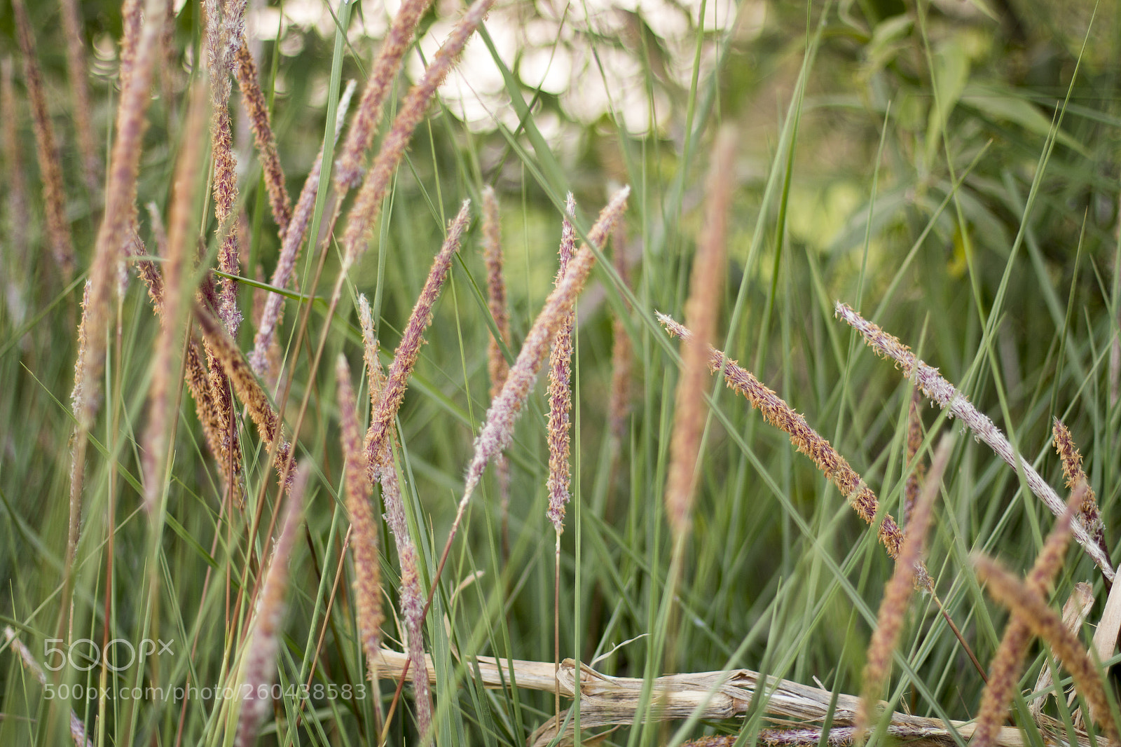 Canon EOS 70D sample photo. Wheat in green photography