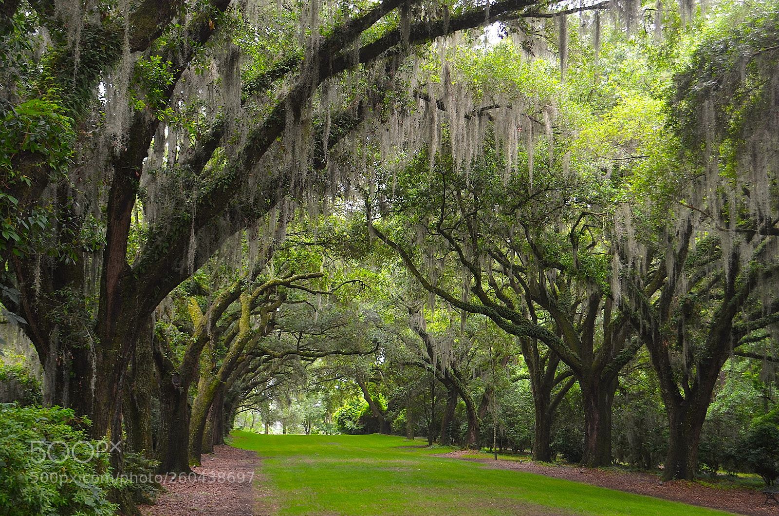 Nikon D5100 sample photo. Avenue of oaks photography
