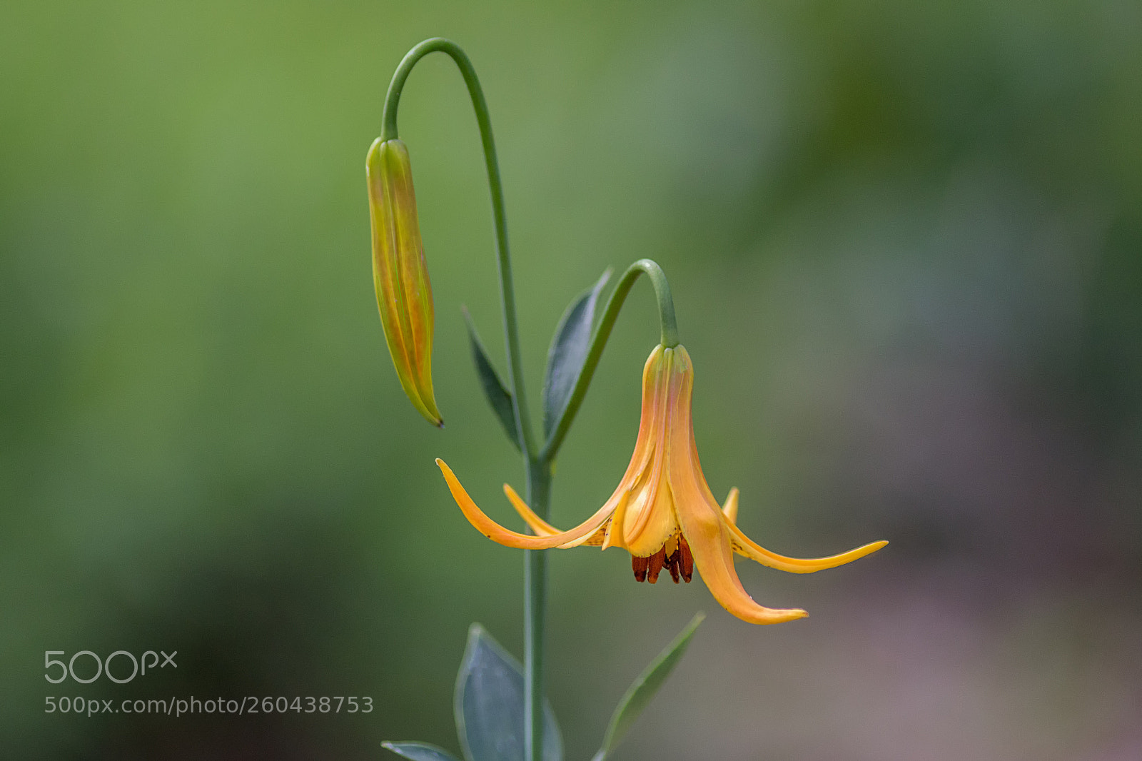 Canon EOS 6D sample photo. Canada lily photography