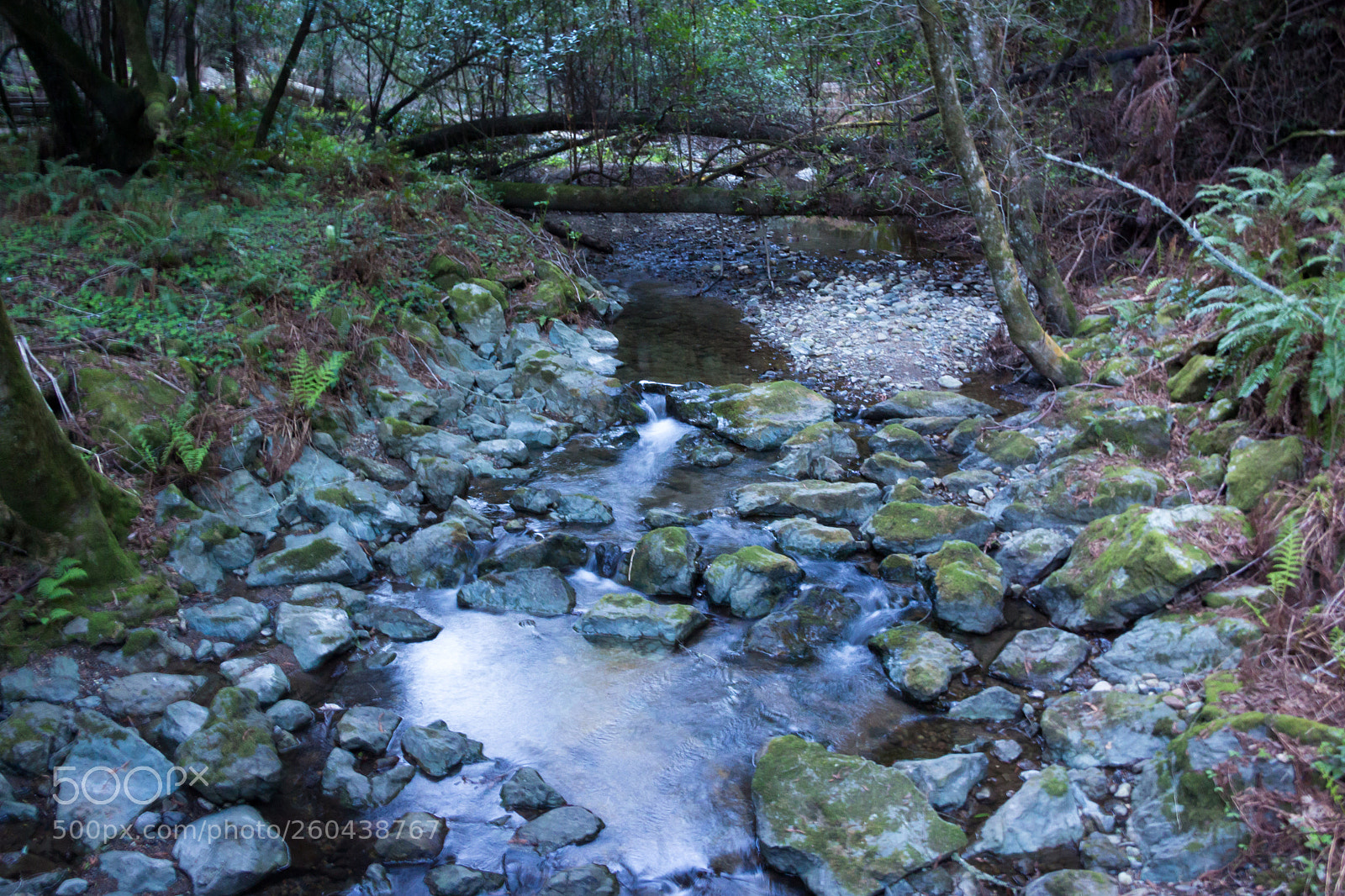 Canon EOS 700D (EOS Rebel T5i / EOS Kiss X7i) sample photo. Muir woods photography