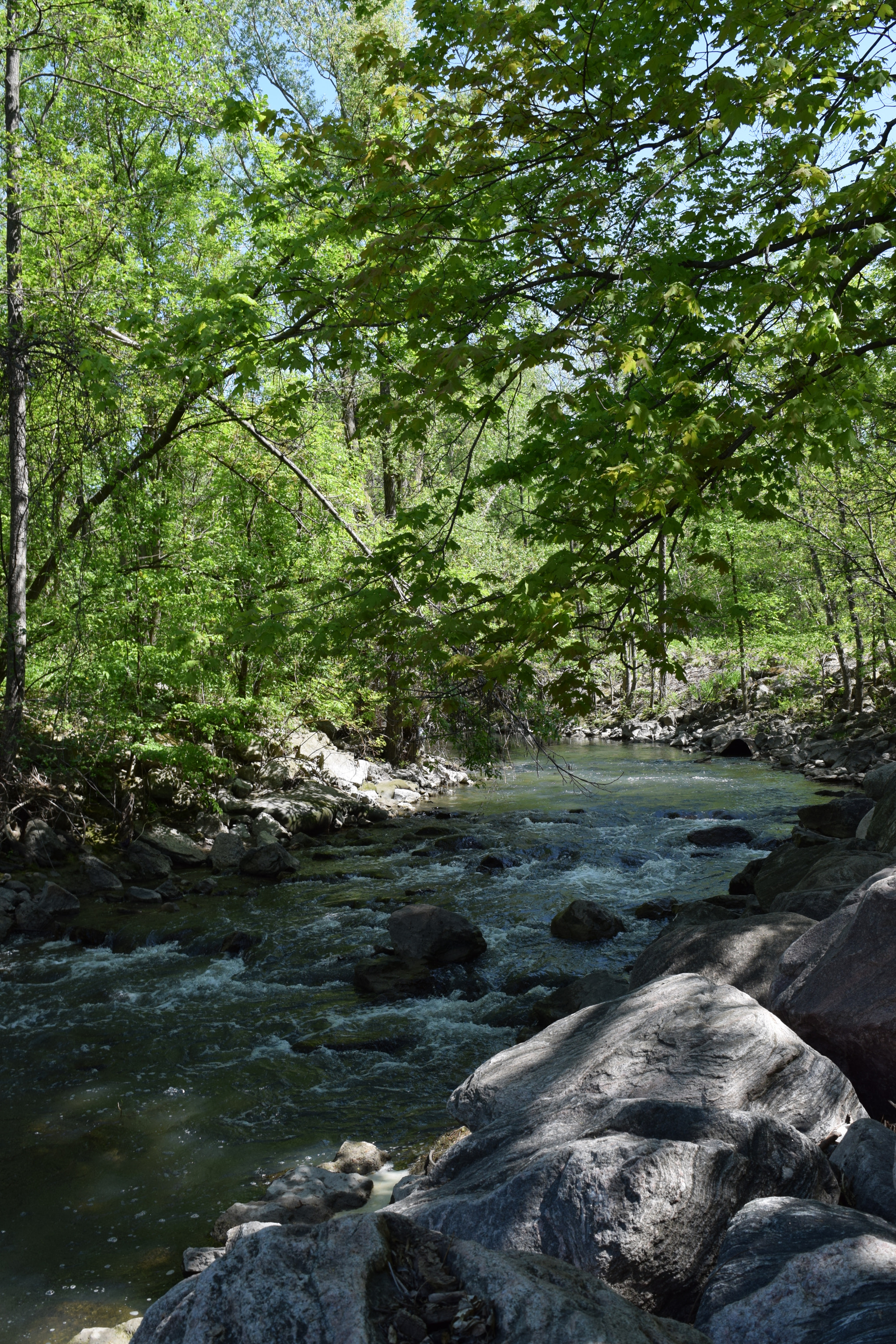 Nikon D5300 sample photo. Stream vertical photography
