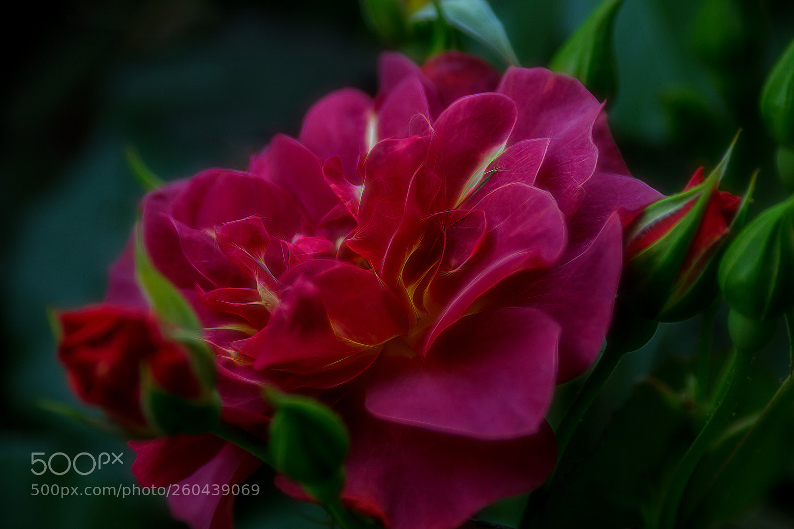 Canon EOS 6D sample photo. Mardi gras rose photography