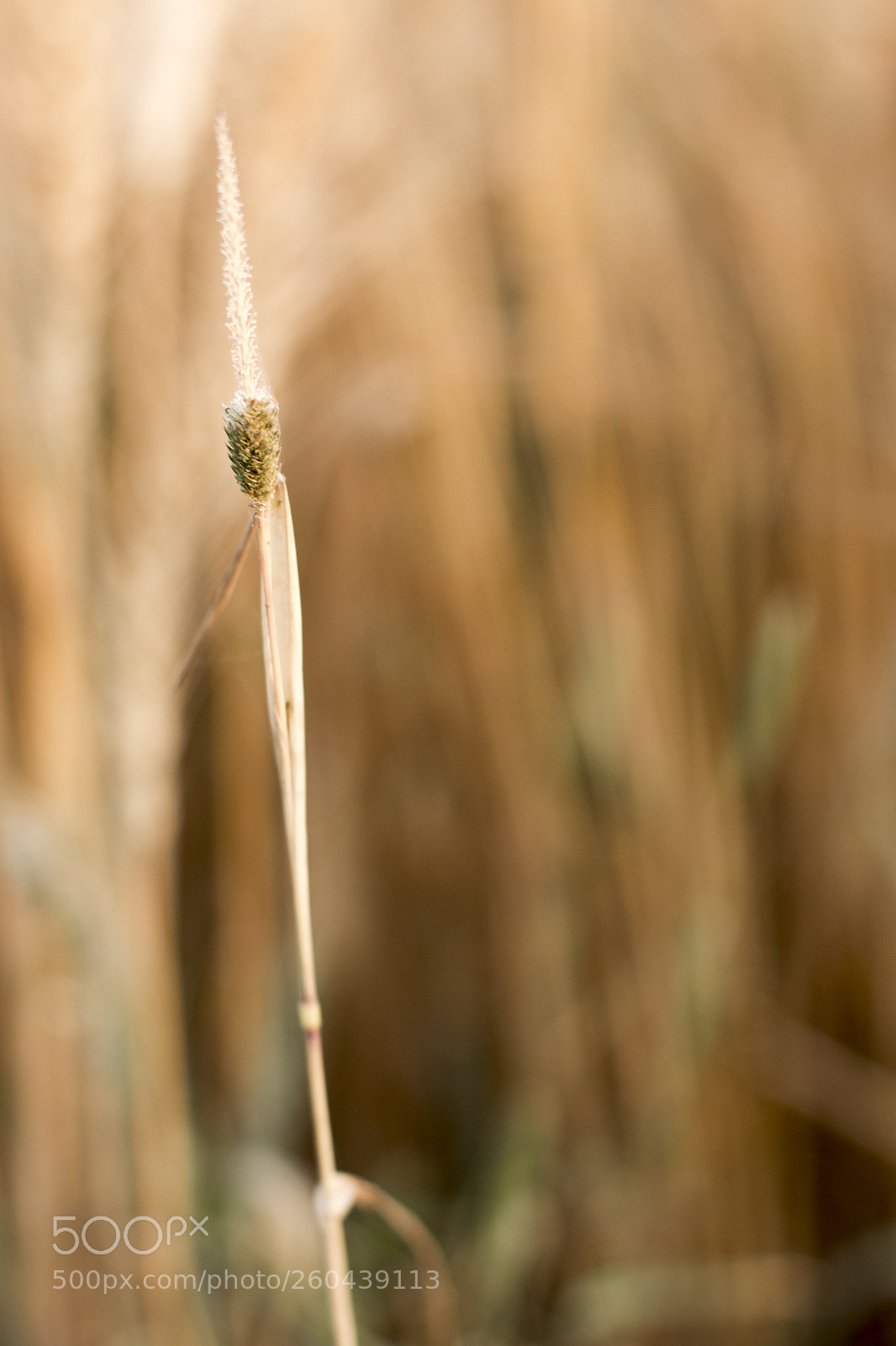 Canon EOS 70D sample photo. Alone photography