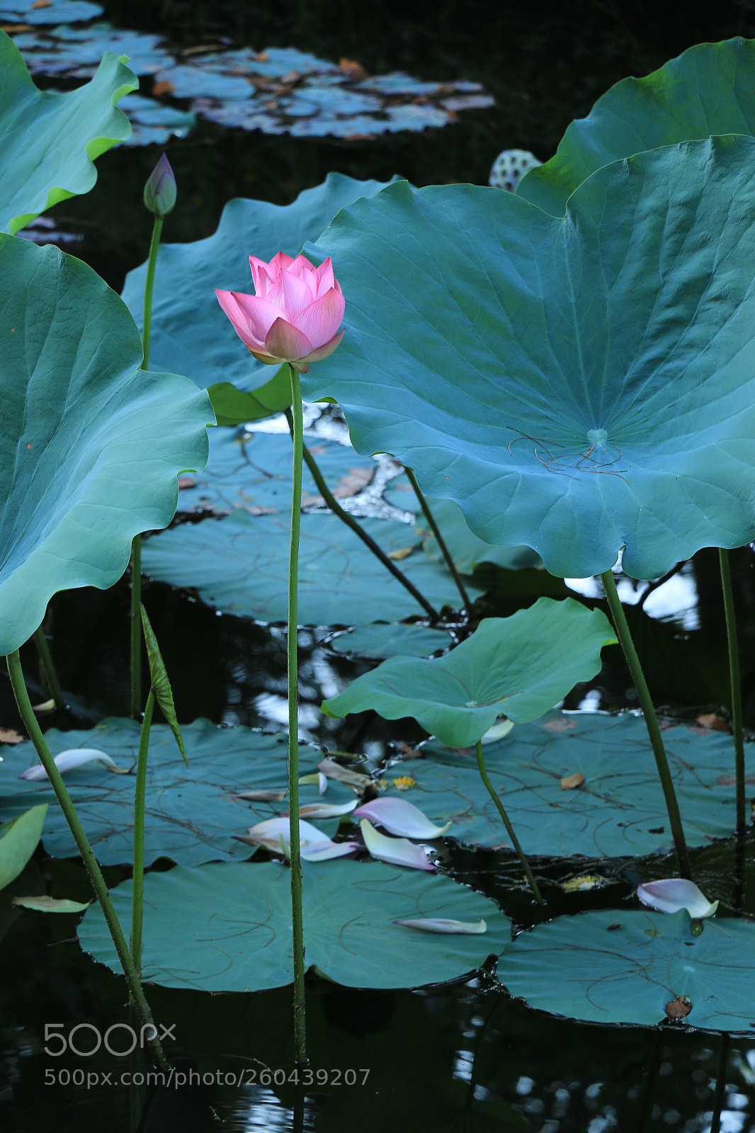 Canon EOS 70D sample photo. 惟有绿荷红菡萏，卷舒开合任天真。 photography