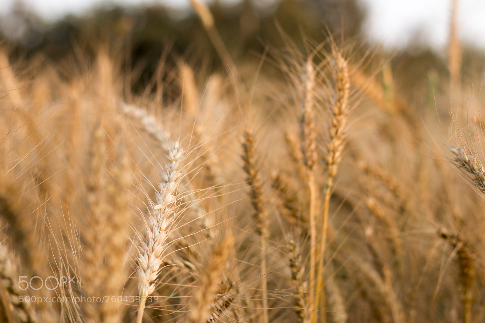 Canon EOS 70D sample photo. Wheat on the ground photography