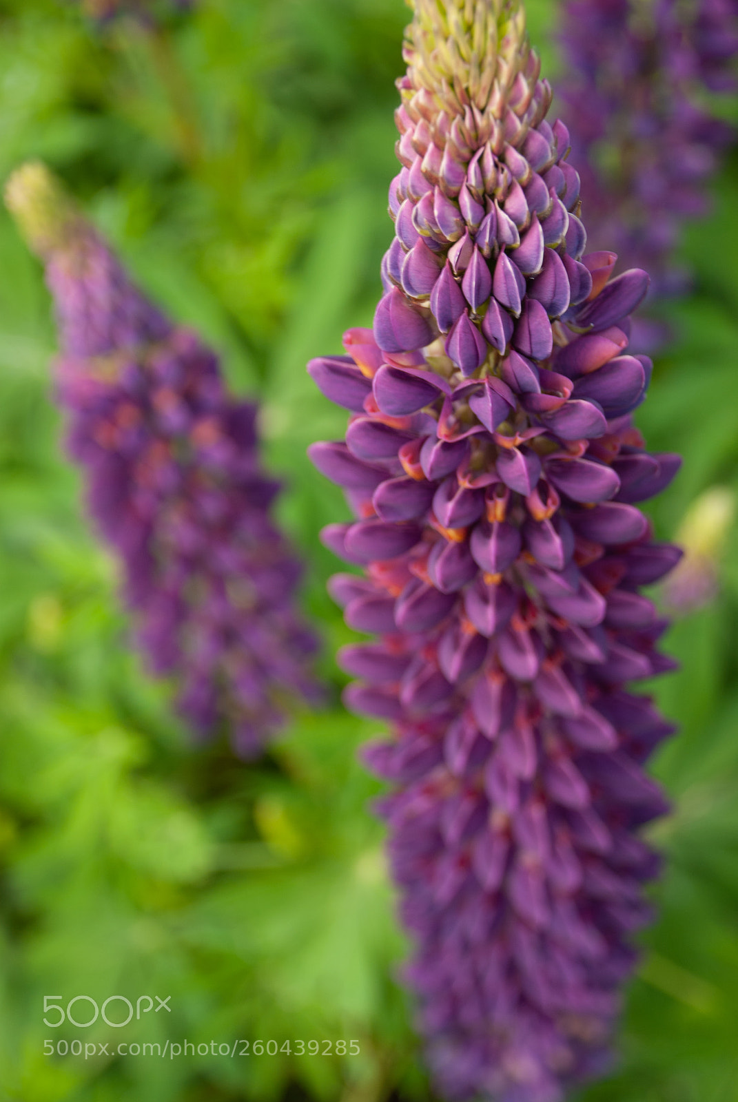 Nikon D40X sample photo. Lupin towers photography