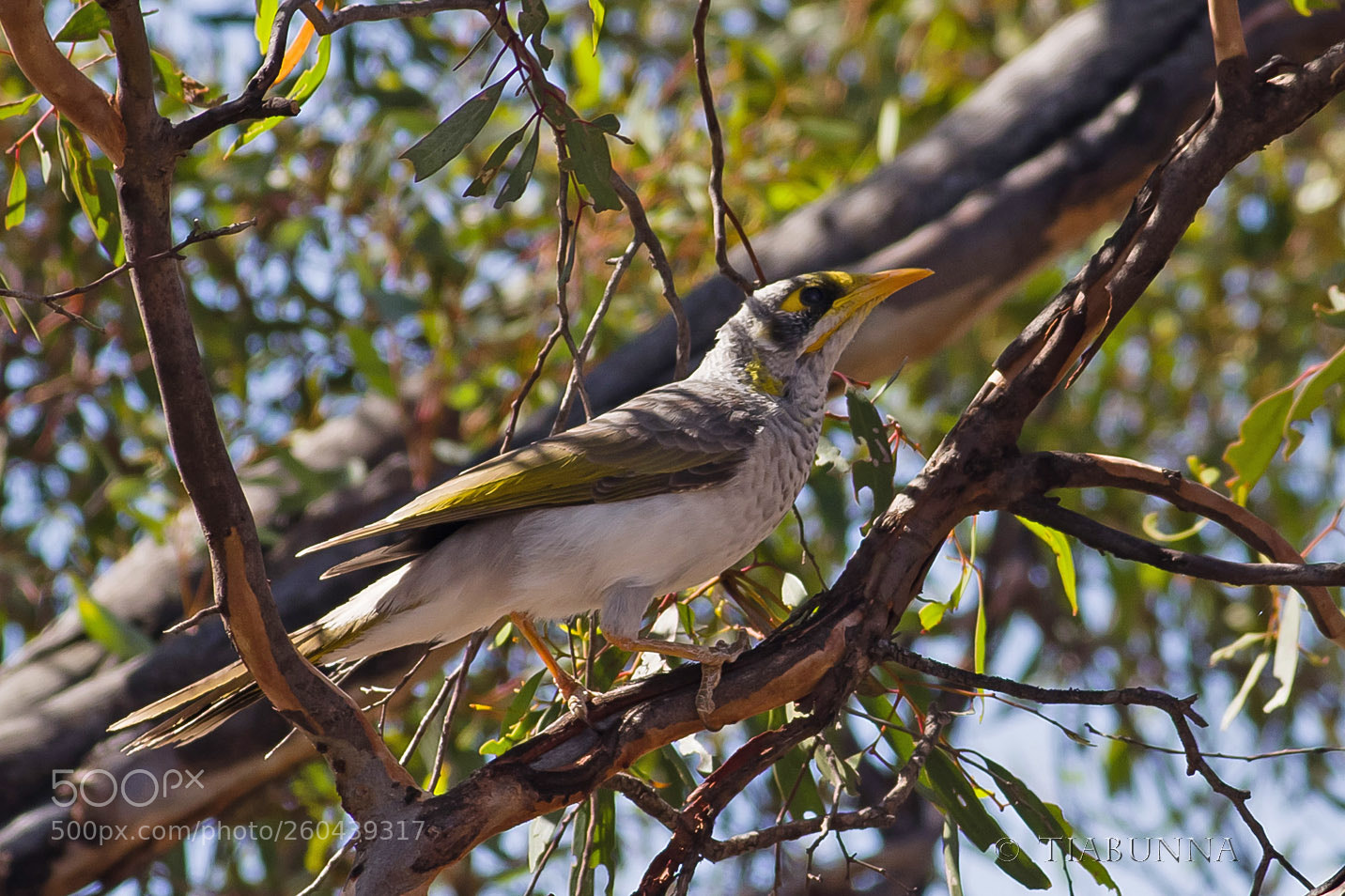 Pentax K-1 sample photo. Yellow-throated miner photography