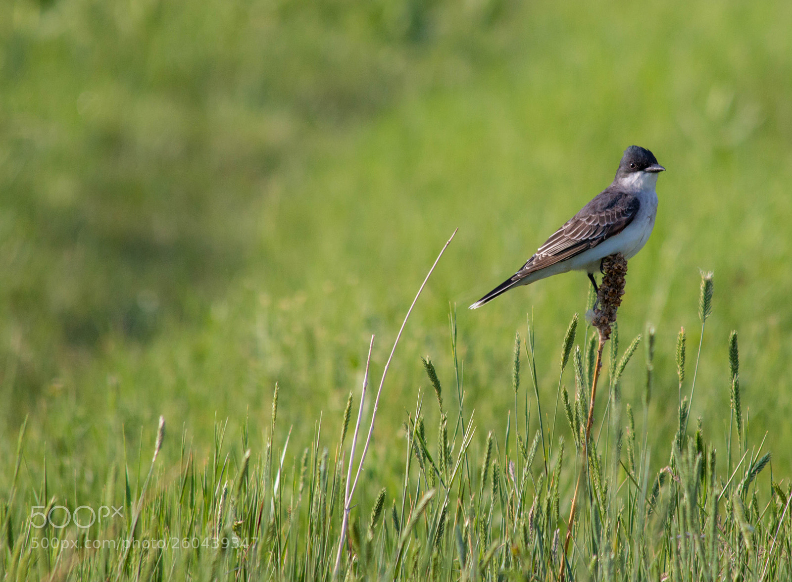 Canon EOS 70D sample photo. The guardian photography