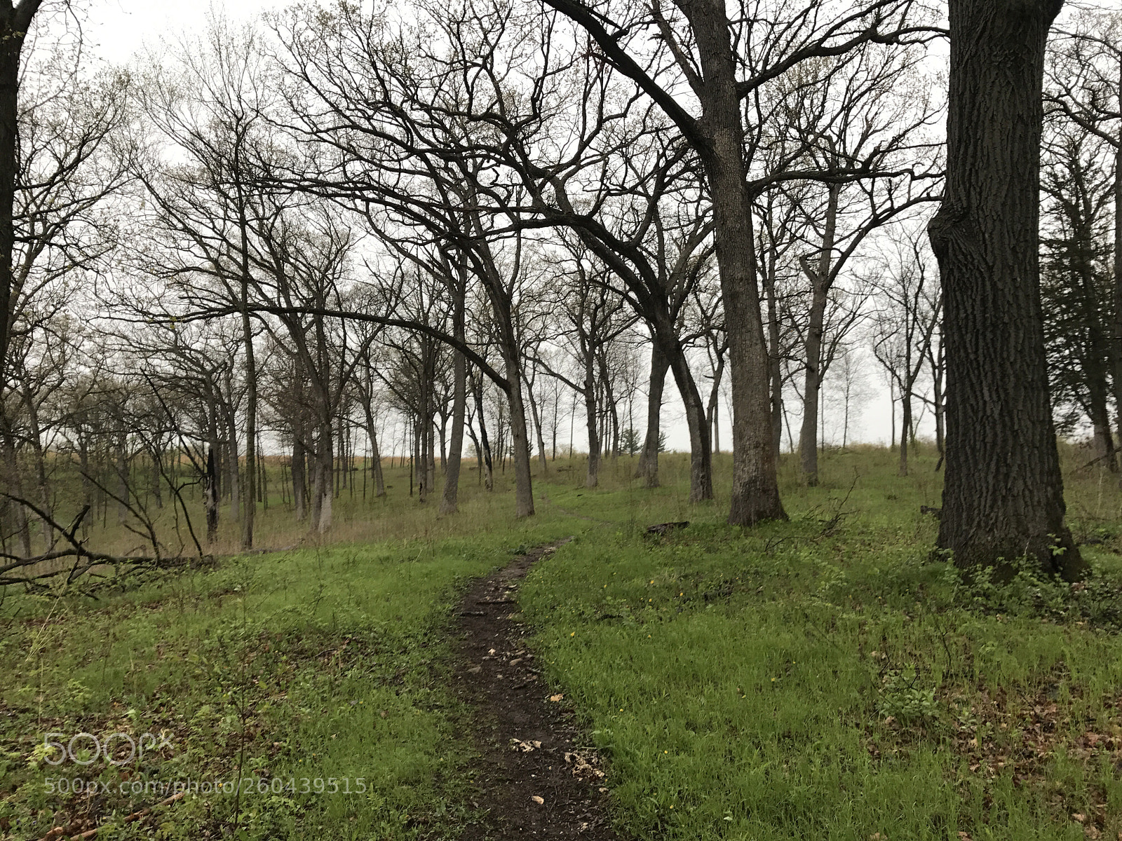 Apple iPhone 7 sample photo. A walk in the photography