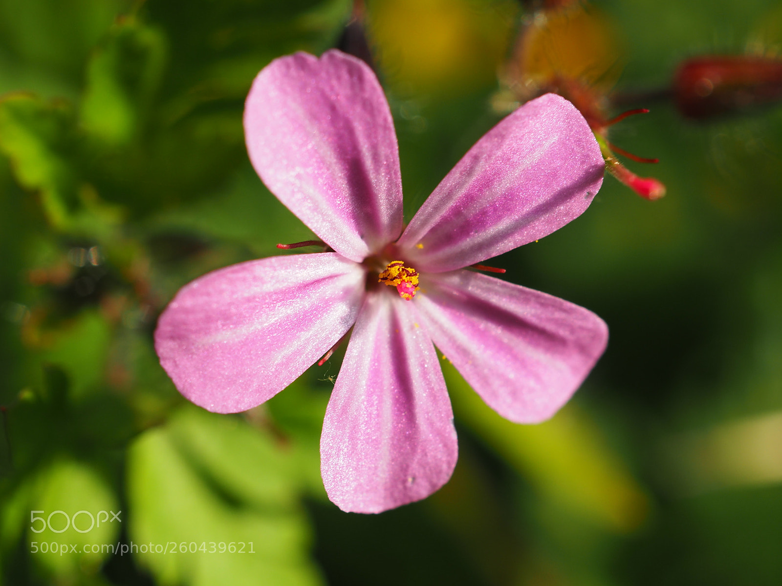 Olympus OM-D E-M5 II sample photo. Herb-robert macro :) photography
