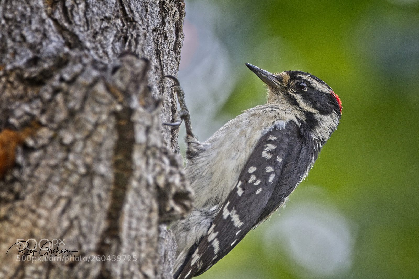 Canon EOS 80D sample photo. Downy woodpecker photography