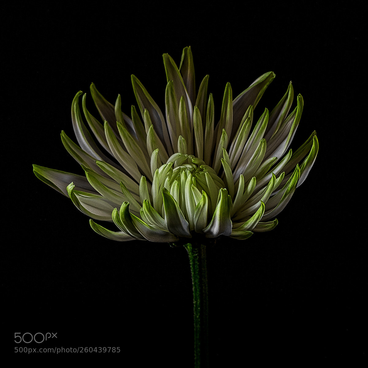Canon EOS 5D Mark II sample photo. Floral photography