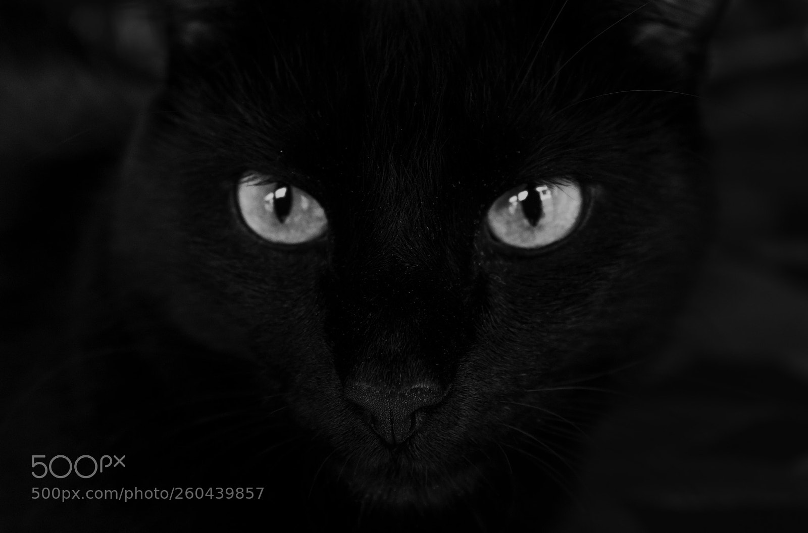 Canon EOS 1300D (EOS Rebel T6 / EOS Kiss X80) sample photo. Funky, the black cat. photography