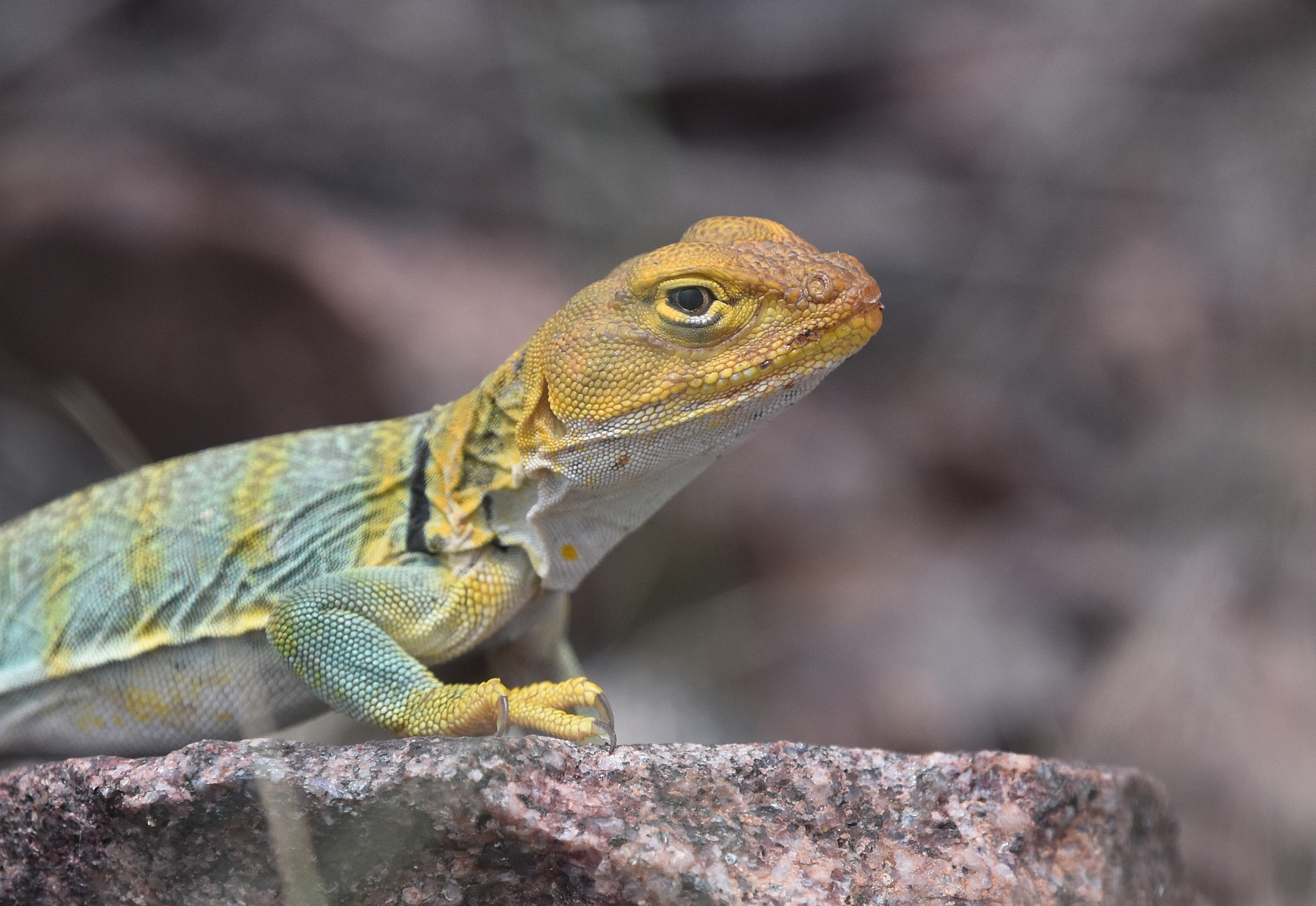 Nikon D7200 + Nikon Nikkor AF-S 300mm F4E PF ED VR sample photo. Collared lizard photography