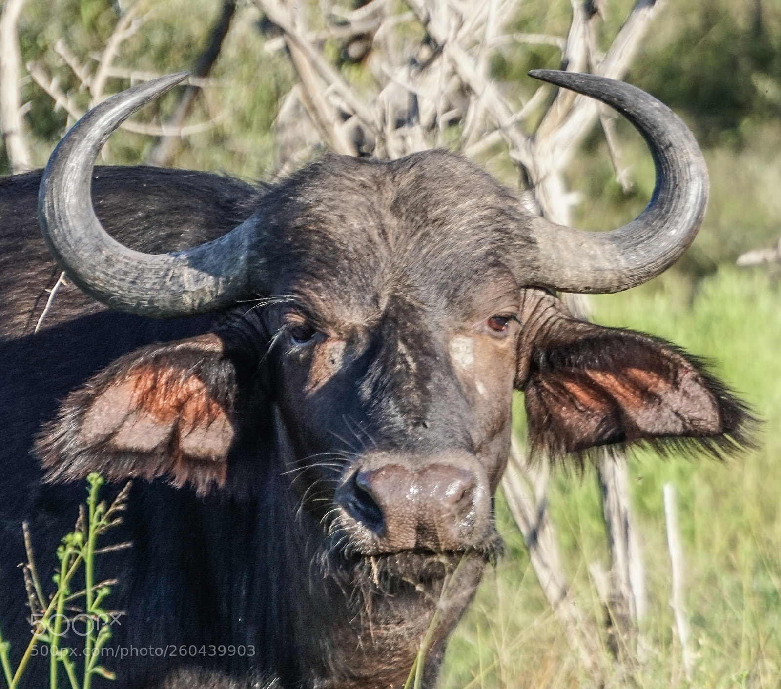 Sony a6300 sample photo. Big buffalo photography