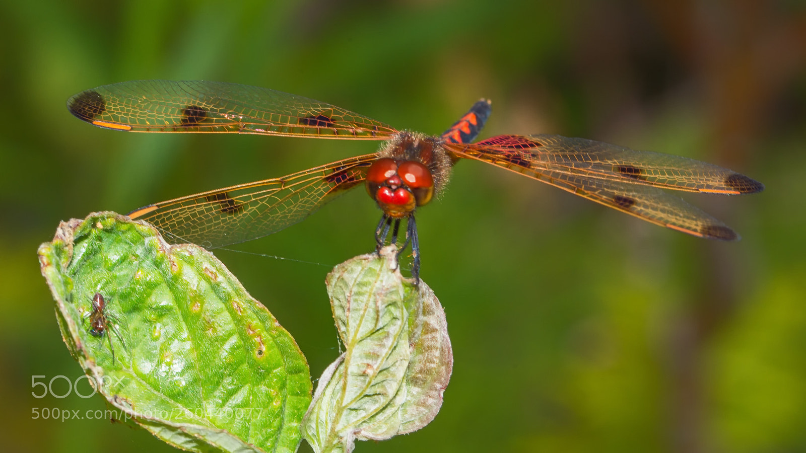 Nikon D7200 sample photo. Calico pennant photography
